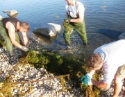 teichreinigung_2011_29